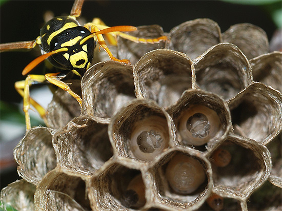 Osa odrasla WASP je odletela do gnezda za hranjenje ličink.