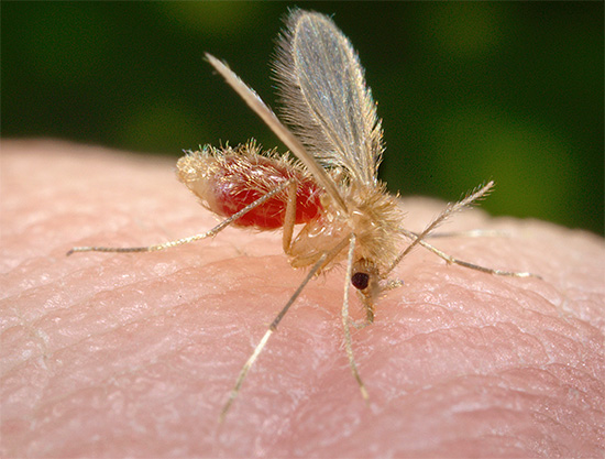 Pogosto je pomembno, da sploh ne napade žuželke, ampak predvsem človekova občutljivost na takšne ugrize na splošno.