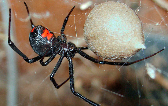 Na fotografiji je prikazana strupena vdova Spider Black