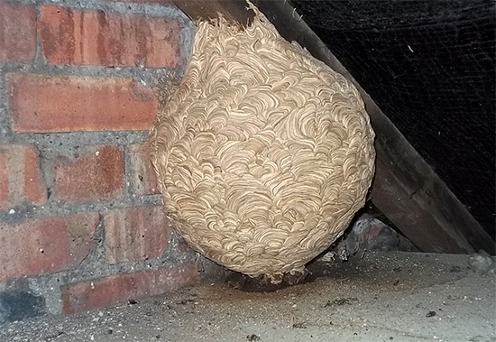 Še en primer neprijetnega gnezda na podstrešju hiše.