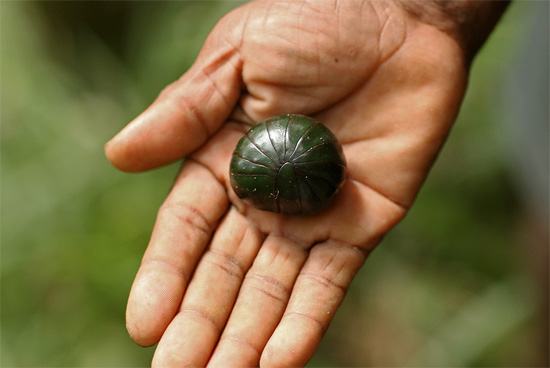 Millipede iz družine Glomeris se razlikuje od Mokritza - velik zadnji ščit (levo) je jasno viden.