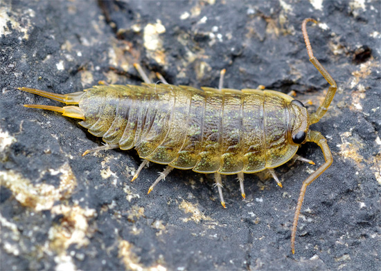 Tipična pelagična Mokritsa (Ligia Oceanica), ki živi v območju plimovanja toplega morja.