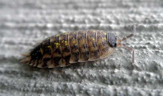 V posameznih predstavnikih Porcellio Spinicornis so rumene lise praktično neuspešne.