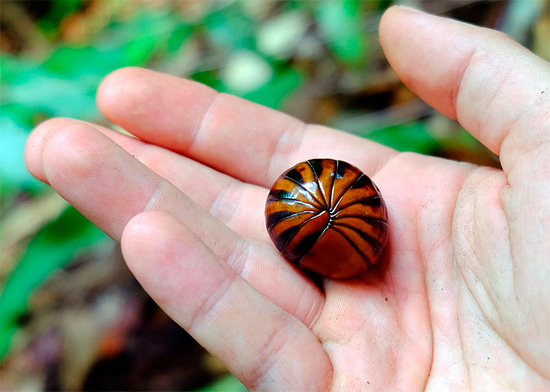 Pomembna razlika med številnimi Glomeris in Mokris je njihova velikost; Ground Mokritsa skoraj nikoli ne zraste več kot 4 cm.