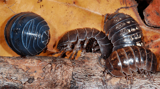 Mokritsi navadni (Armadillos) v njihovem zavetišču.