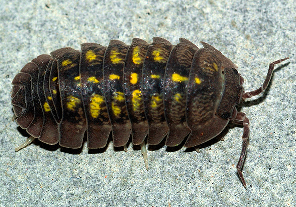 Nekatere vrste mokritov imajo nenavadno barvo (primer - Armadillidium granulatum).