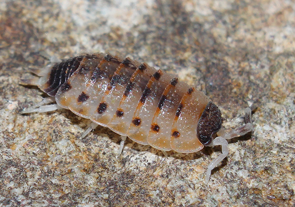 Proporcellio Vulkanius