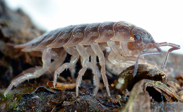 Mokritsa pripada odredu enakovredne rake (fotografija prikazuje Mokritsa Close -Up).