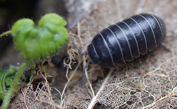 To je tisto, kar je Mokritsa navadna (Armadillidium vulgare)