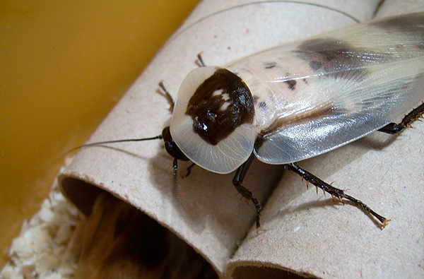 Ogromni ščurki (Blaberus Giganteus)