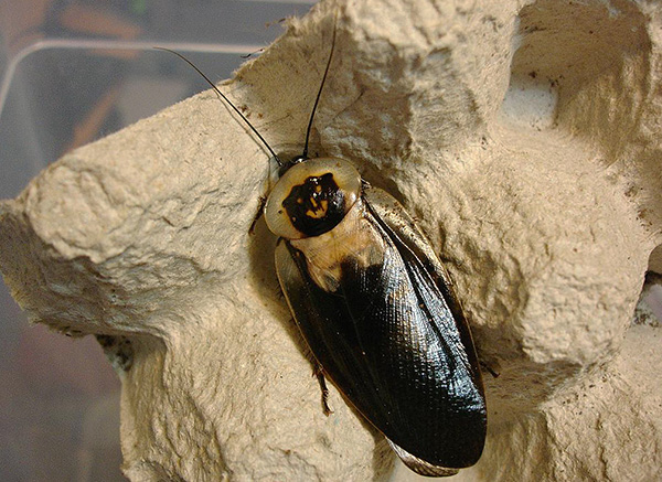 Taracan "mrtva glava" (Blaberus Craniifer)