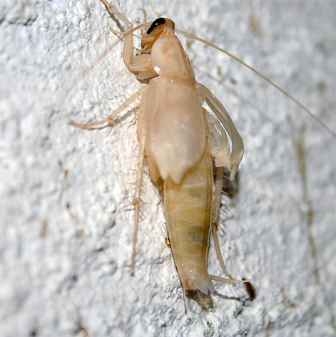 Približno en dan v približno enem dnevu bo tak albino pridobil navadno rdečo barvo.