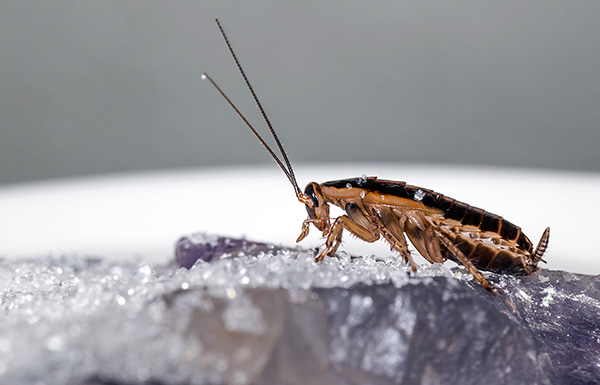 Večina sodobnih insekticidnih praškov uniči ščurke zaradi dvojnega strupenega delovanja - stika in črevesa.