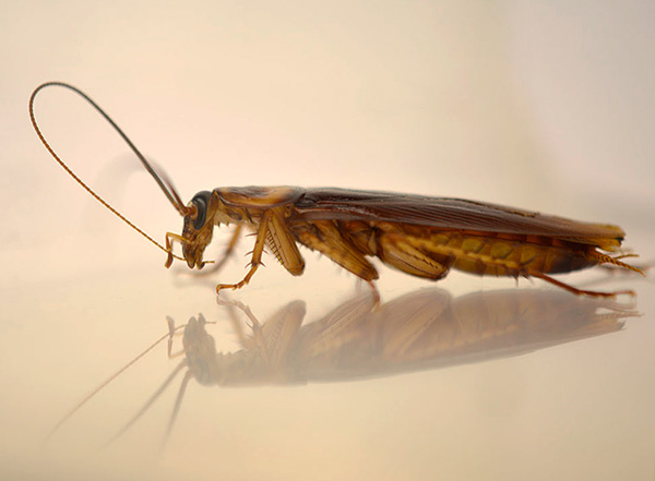 Delci ščurkov insekticidov dodatno pogoltnejo, ko očisti svoje antene in šape.