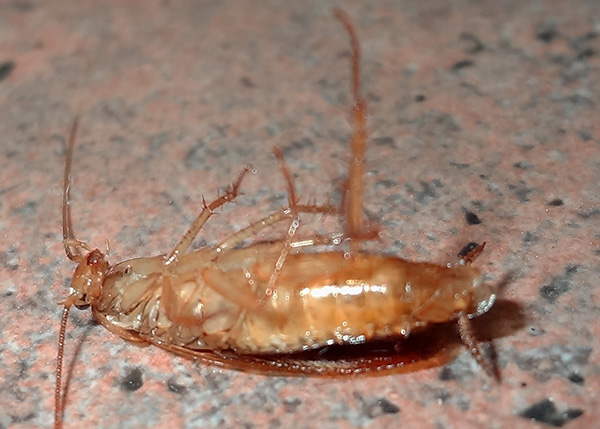 Insekticidi, ki sestavljajo gele, učinkovito uničujejo ne le ščurke, ampak tudi skoraj vse druge žuželke, če jih skrbi strup.