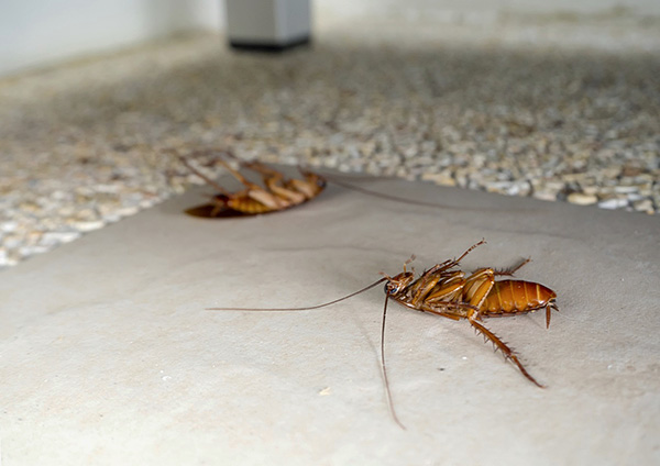 Na srečo je danes na trgu veliko agentov za insekticid, ki vam omogočajo učinkovito boj proti ščurkom v stanovanju.