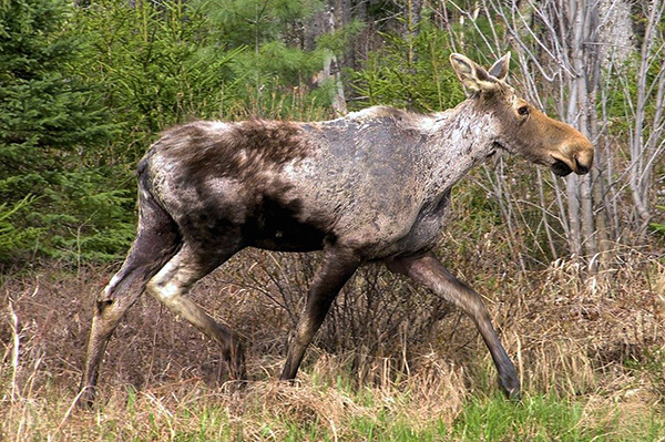 Odrasli psov in taiga klopov lahko parazitirajo na velikih sesalcih - na primer na losu.