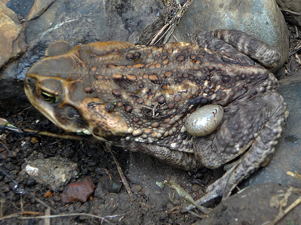 Krastače in žabe lahko postanejo tudi mojster gozdnega klopa.