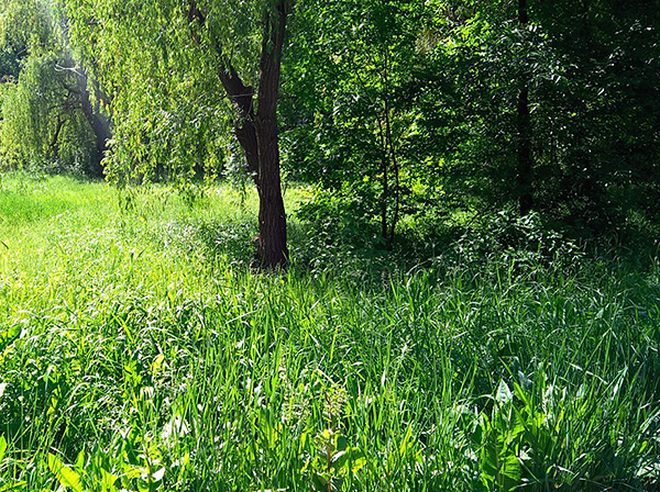 Mokre debelice trave in majhnih grmovnic so najljubši habitat klopov.