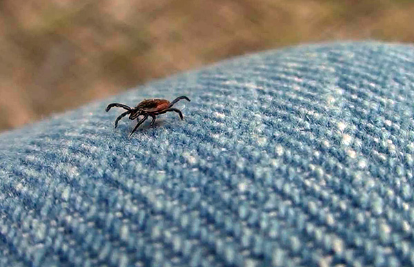 Ugriz tega parazita je za ljudi vedno potencialno nevaren, saj vnaprej ni znano, ali je posameznik nosilec določene okužbe.