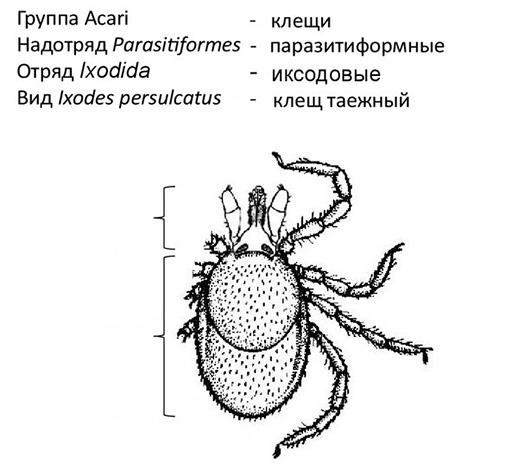 Sistematičen položaj Ixodes Persulkatus.