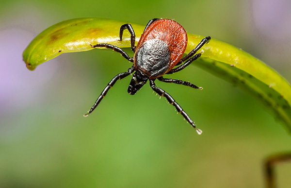 Zemljevid širjenja borelioze v Rusiji neposredno določa habitat pasjega klopa.