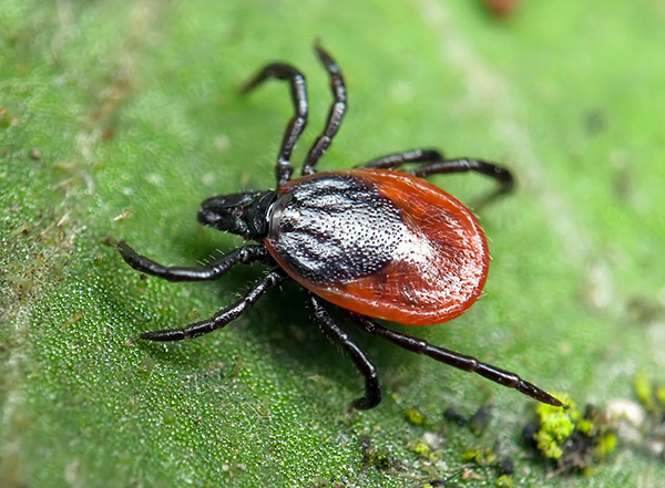 Dog's Tick (ixodes ricinus)