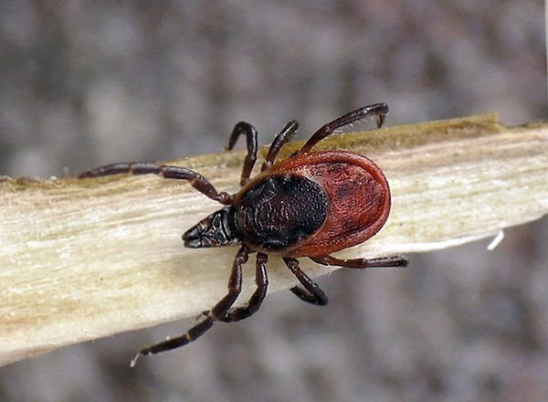 Taiga tik (ixodes persulcatus)