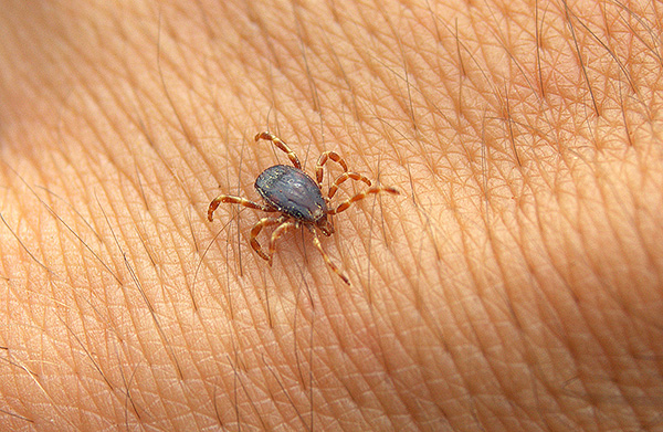 Hyalomma marginatum krvi -sing tick