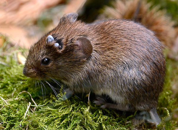 Pomemben dejavnik pri ohranjanju osredotočenosti borelioze in encefalitisa, ki se prenašajo, so populacija majhnih glodalcev na ozemlju.