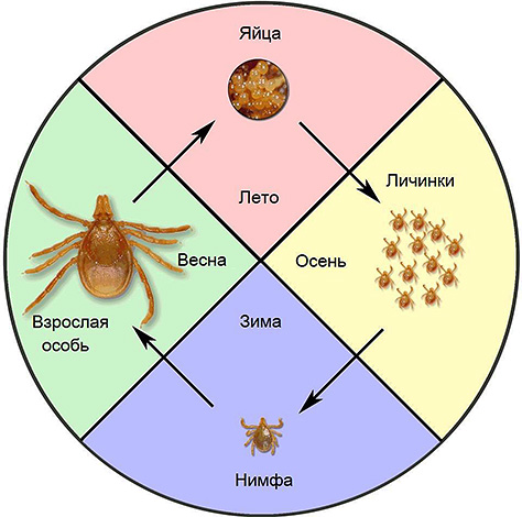 Shematična podoba življenjskega cikla iksodičnega klopa