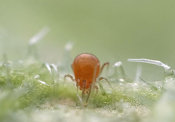 Phytoseulyus je znan po specializiranju za prehranjevanje pajkovih pršic, za katere se uporablja za biološko zaščito rastlin.