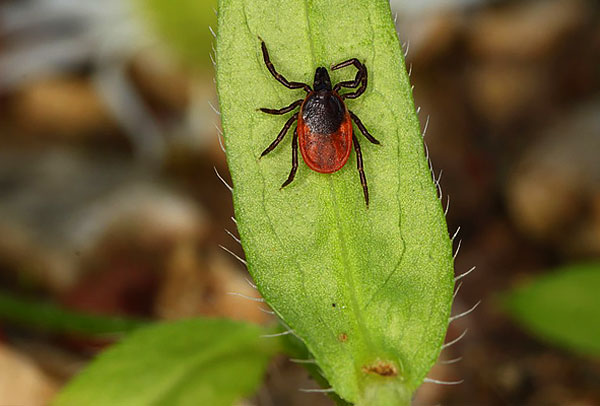 Dog's Tick (ixodes ricinus)