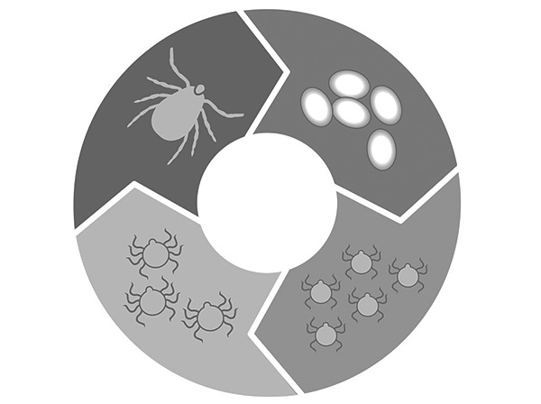 Slika shematično prikazuje življenjski cikel iksodičnih klopov.
