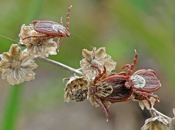 Odrasli Ixodes Persulkatus