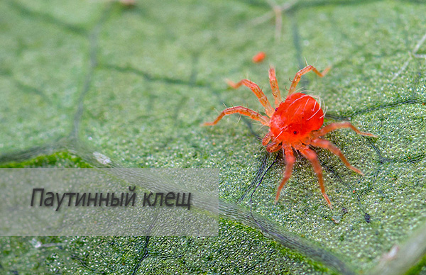 Spider pršica