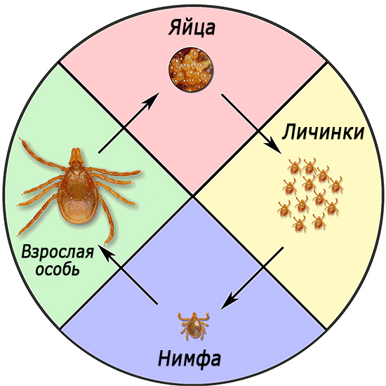 Življenjski cikelIxodes ricinus.