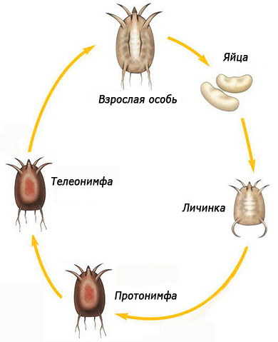 Slika prikazuje življenjski cikel ušesnega klopa