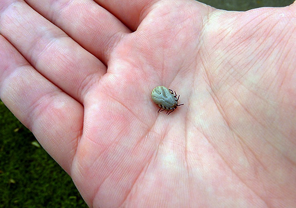 Tudi mrtvi klopi so primerni za analizo okužbe z virusom Ke in vzročno sredstvo Lyme.