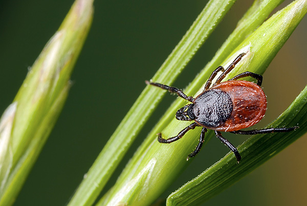 Ixodes Persulcatus