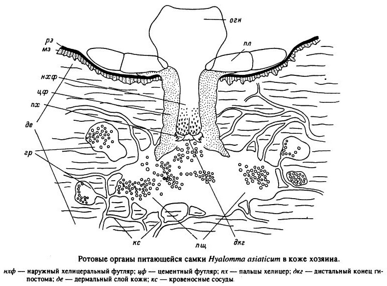 Roth Organs hranjenja ženskega Hyalomma asiaticum tik