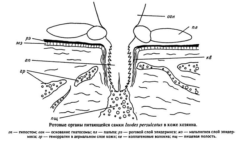 Usti organi hranjenja samice Ixodes Persulkatus