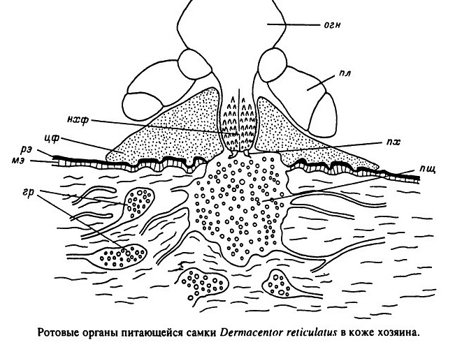 Klopi nekaterih vrst se odstranijo iz rane proboscisa, prehranjevane krvi in ​​vnetnega infiltrata.