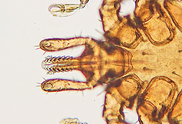 Peroralni aparat parazita je lahko zelo zanesljivo zadržan na koži žrtve.