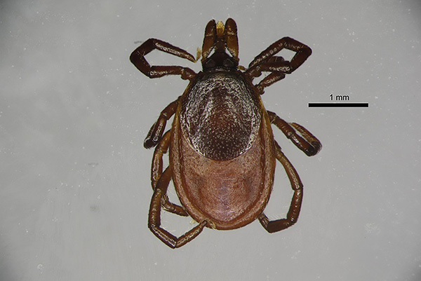 Ixodes Persulcatus, ženska