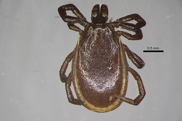 Ixodes Persulcatus, moški