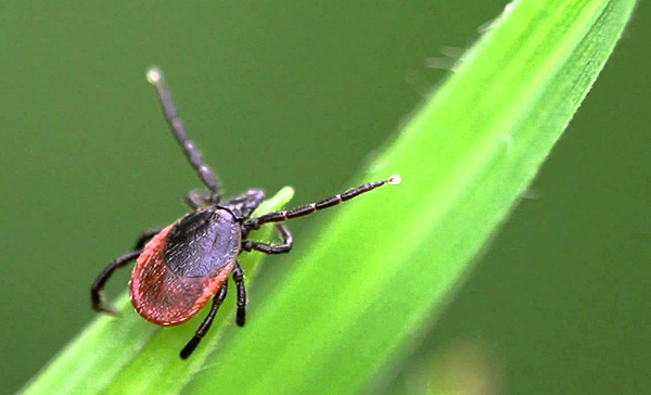 Pasja pršica ixodes ricinus