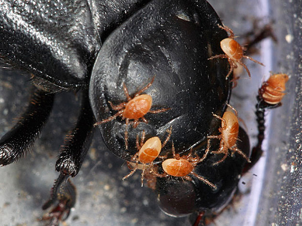 Korifier tik Poecilochirus necrophori