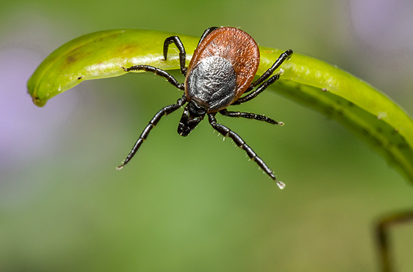 Ixodes ricinus