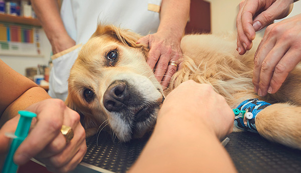 Nekatere okužbe s klopom se razvijejo tako hitro, da tudi veterinar ne more rešiti psa.